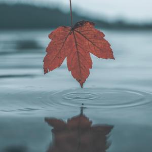 欧美老熟妇乱大交XXX
